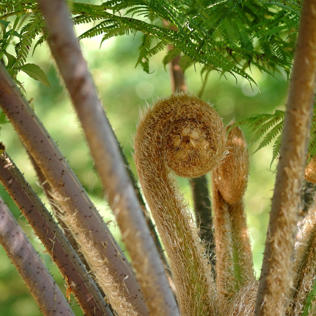 Cyathea cooperi - Fougère arborescente