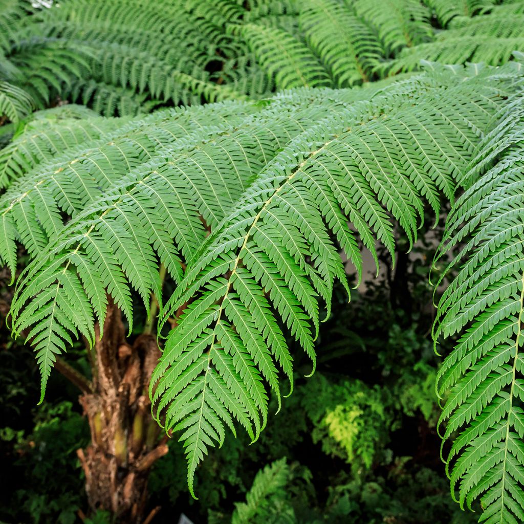 Cyathea cooperi - Fougère arborescente