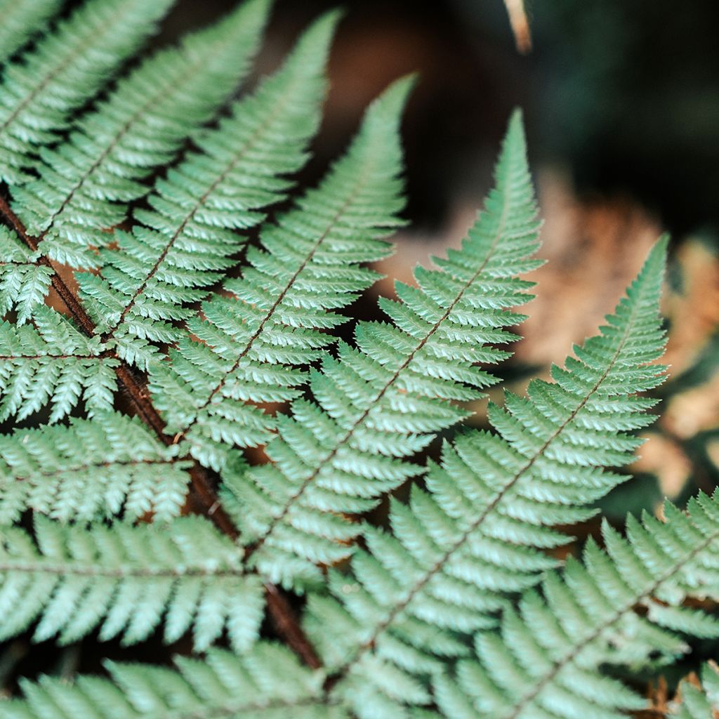 Cyathea dealbata - Fougère arborescente