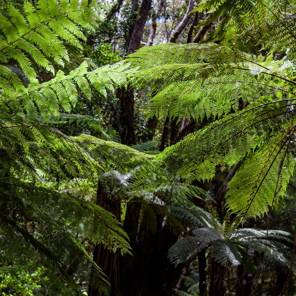 Cyathea dealbata - Fougère arborescente