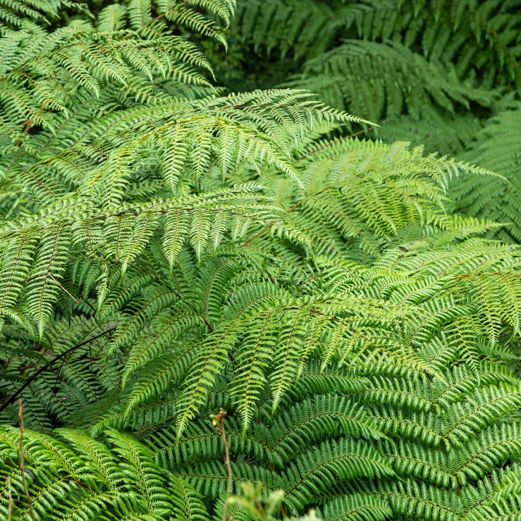 Cyathea dealbata - Fougère arborescente