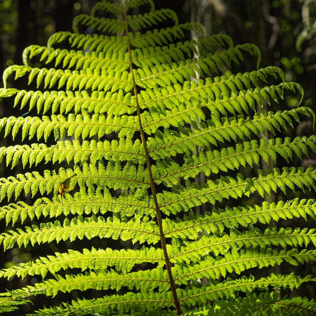 Cyathea medullaris - Fougère arborescente