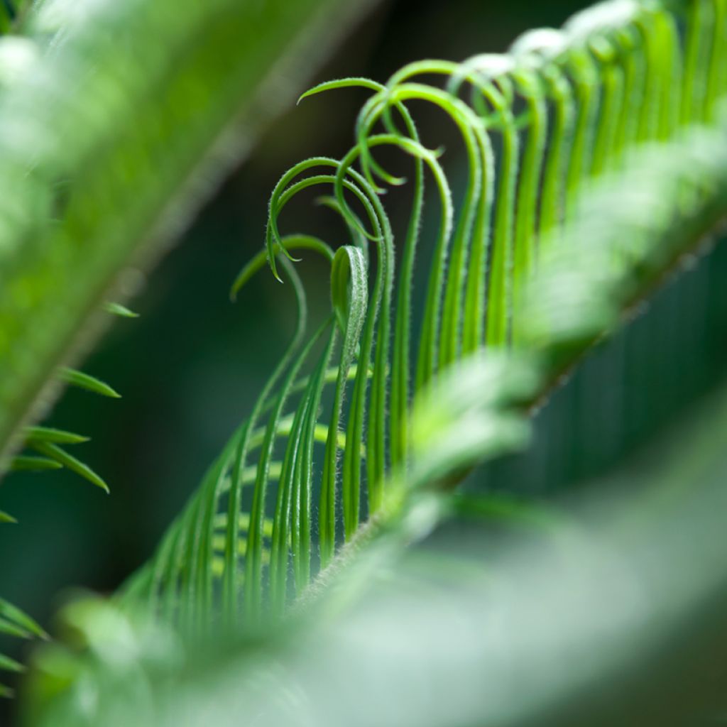 Cycas revoluta - Cycas du Japon