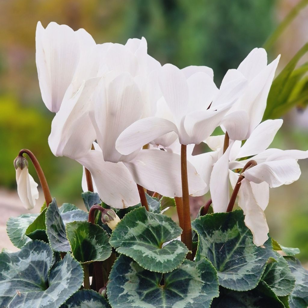 Cyclamen de Perse blanc