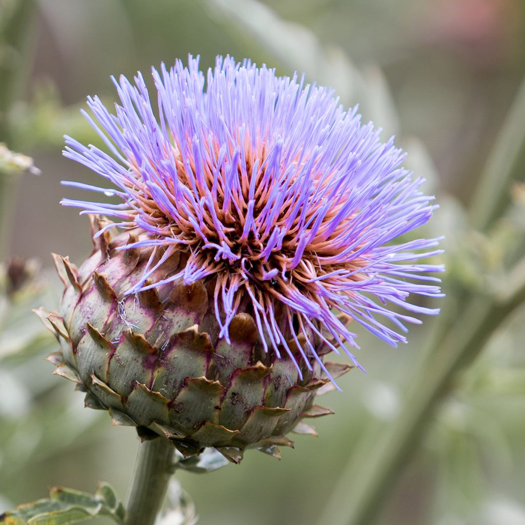 Cynara cardunculus - Cardon
