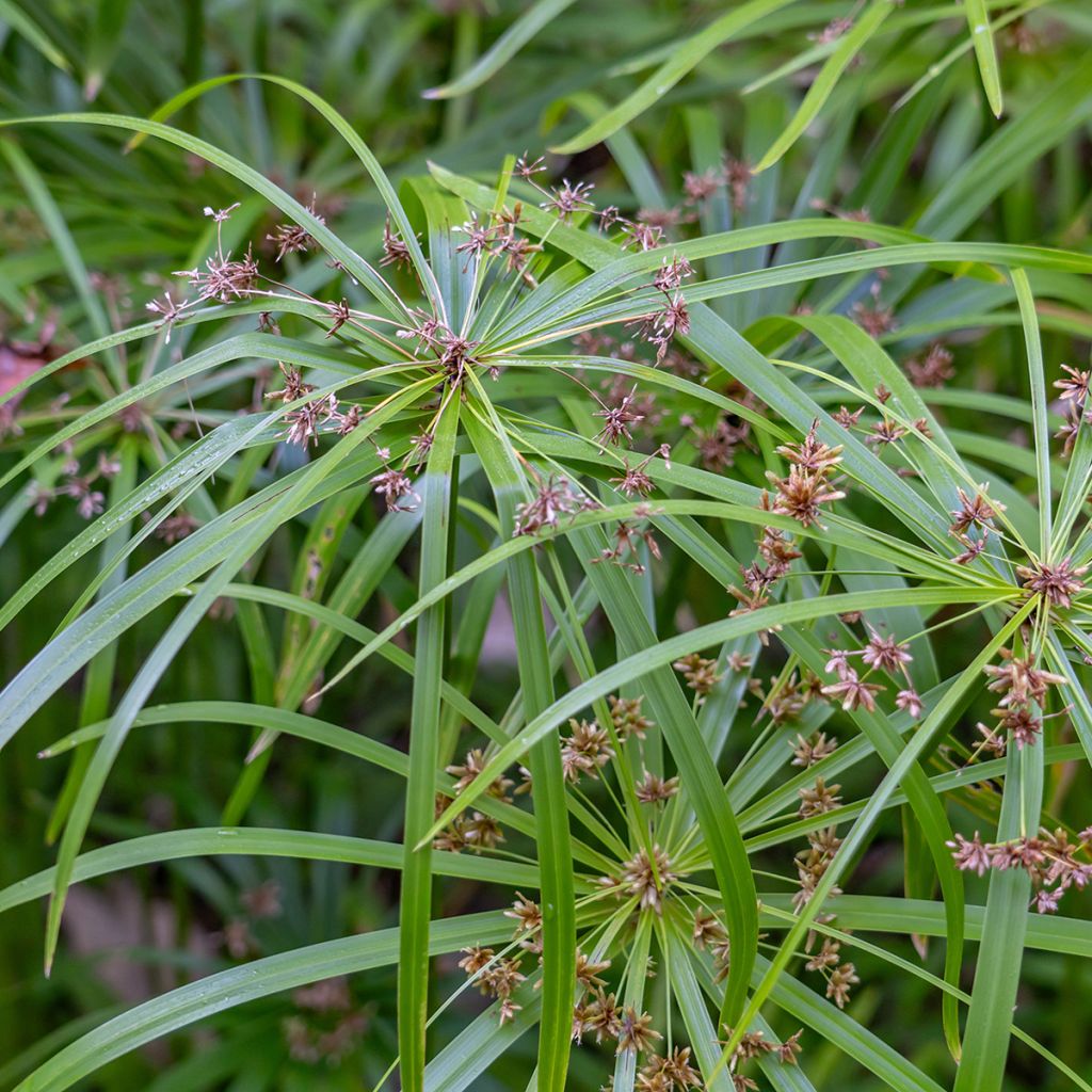 Graines de Papyrus des fleuristes - Cyperus alternifolius
