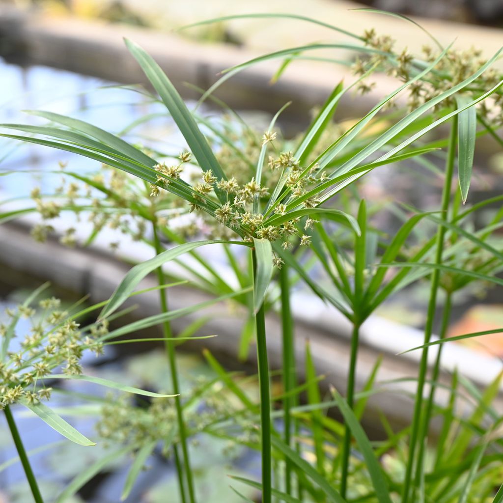 Graines de Papyrus des fleuristes - Cyperus alternifolius