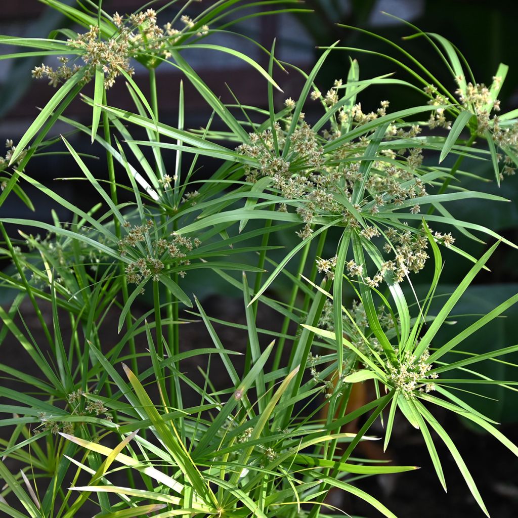 Graines de Papyrus des fleuristes - Cyperus alternifolius