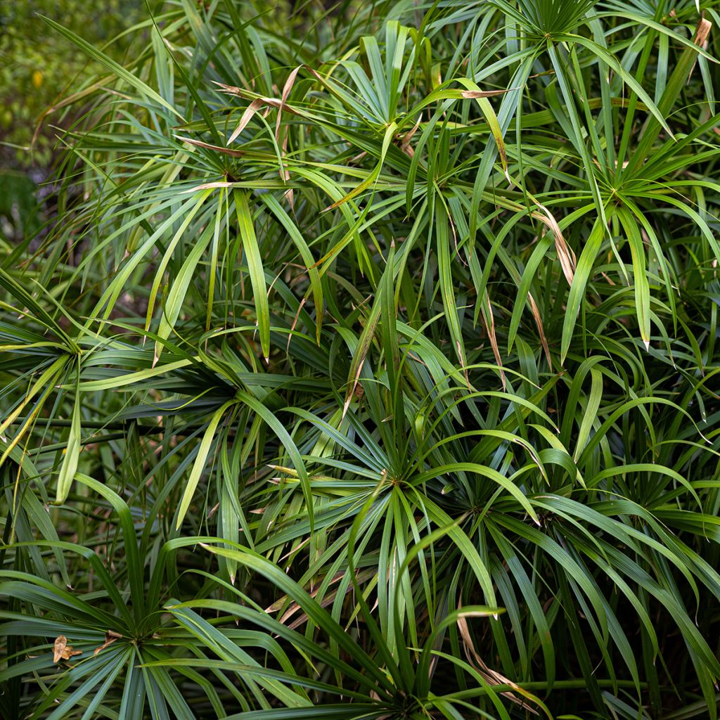 Graines de Papyrus des fleuristes - Cyperus alternifolius