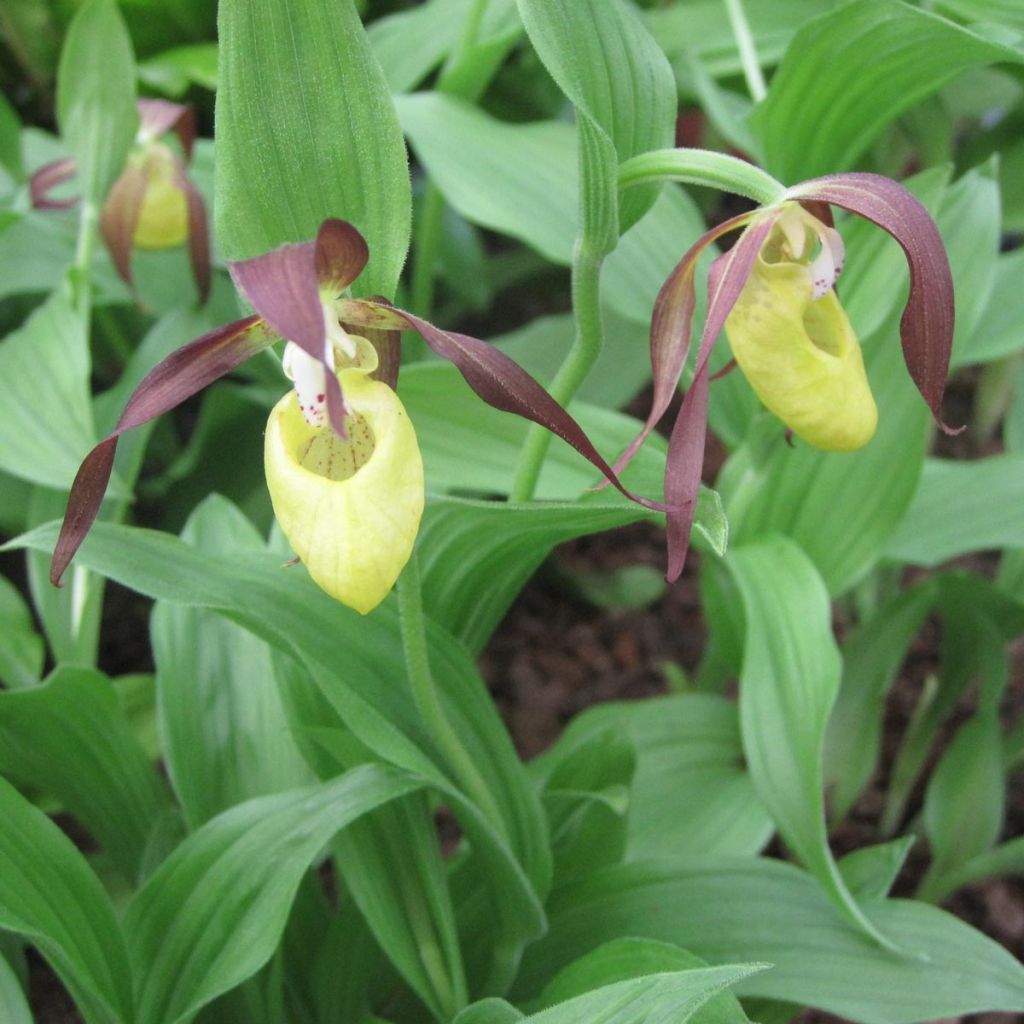 Cypripedium kentuckiense - Sabot de Vénus pourpre et ivoire