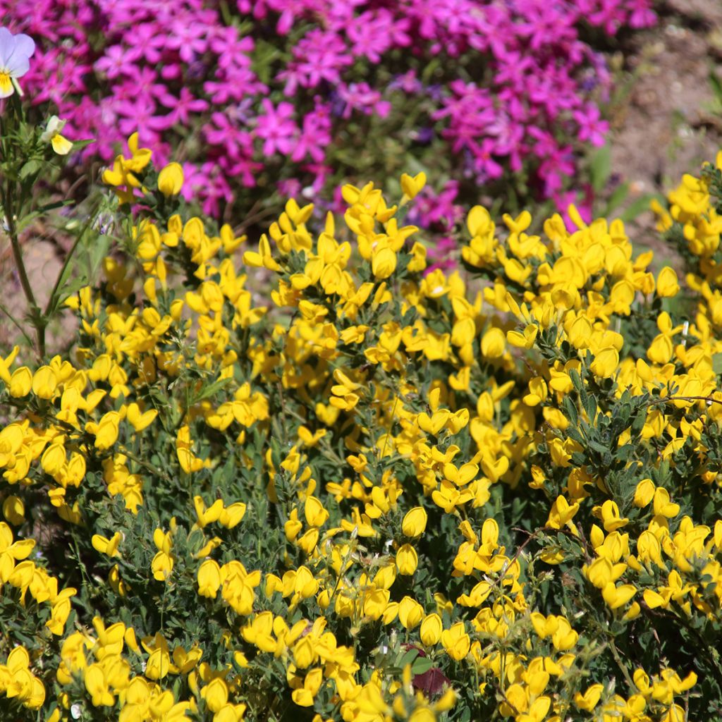 Cytisus decumbens - Genêt rampant