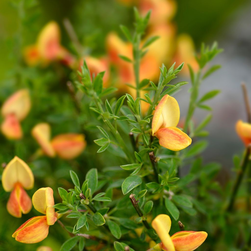 Cytisus scoparius Apricot Gem - Genêt à balais