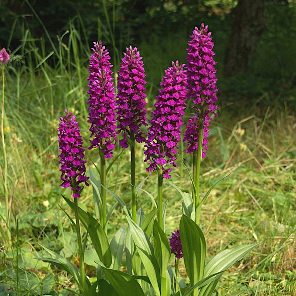 Dactylorhiza foliorella - Orchis hybride