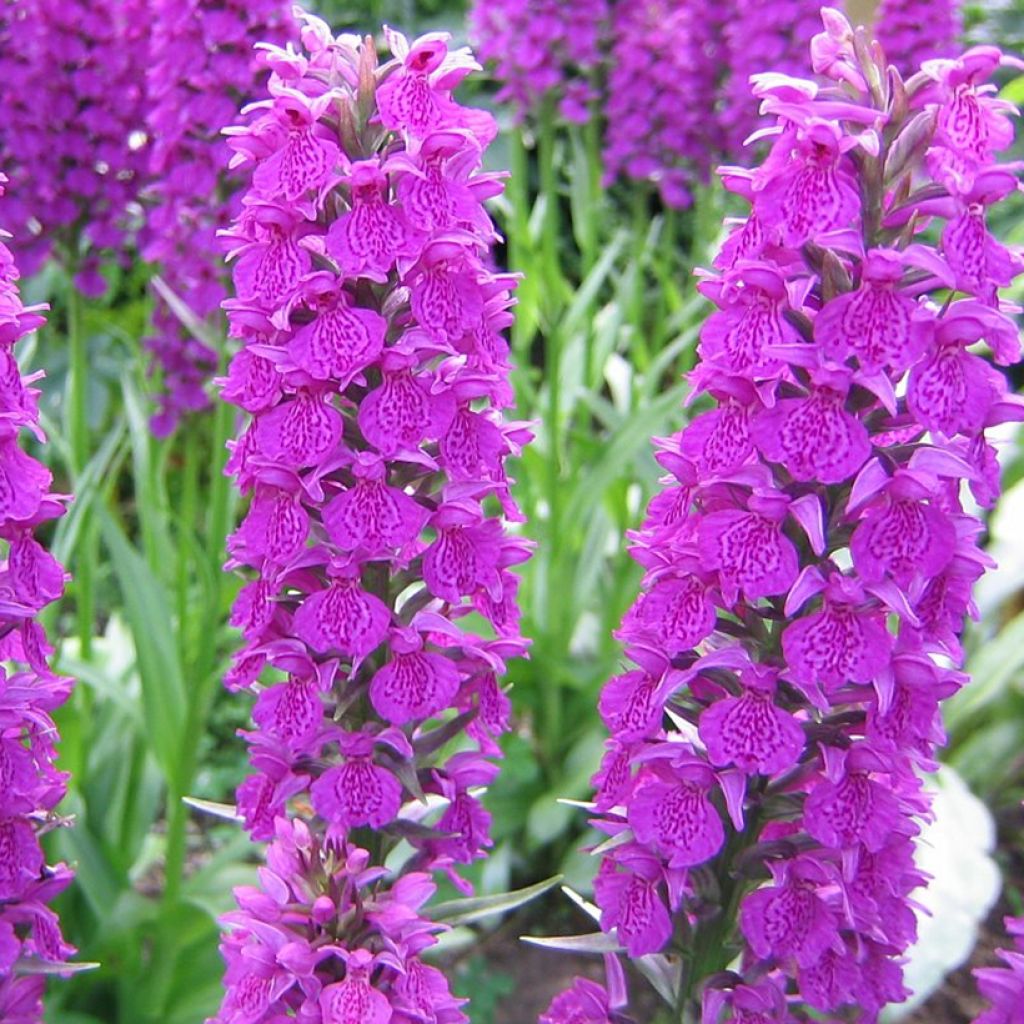 Dactylorhiza foliorella - Orchis hybride