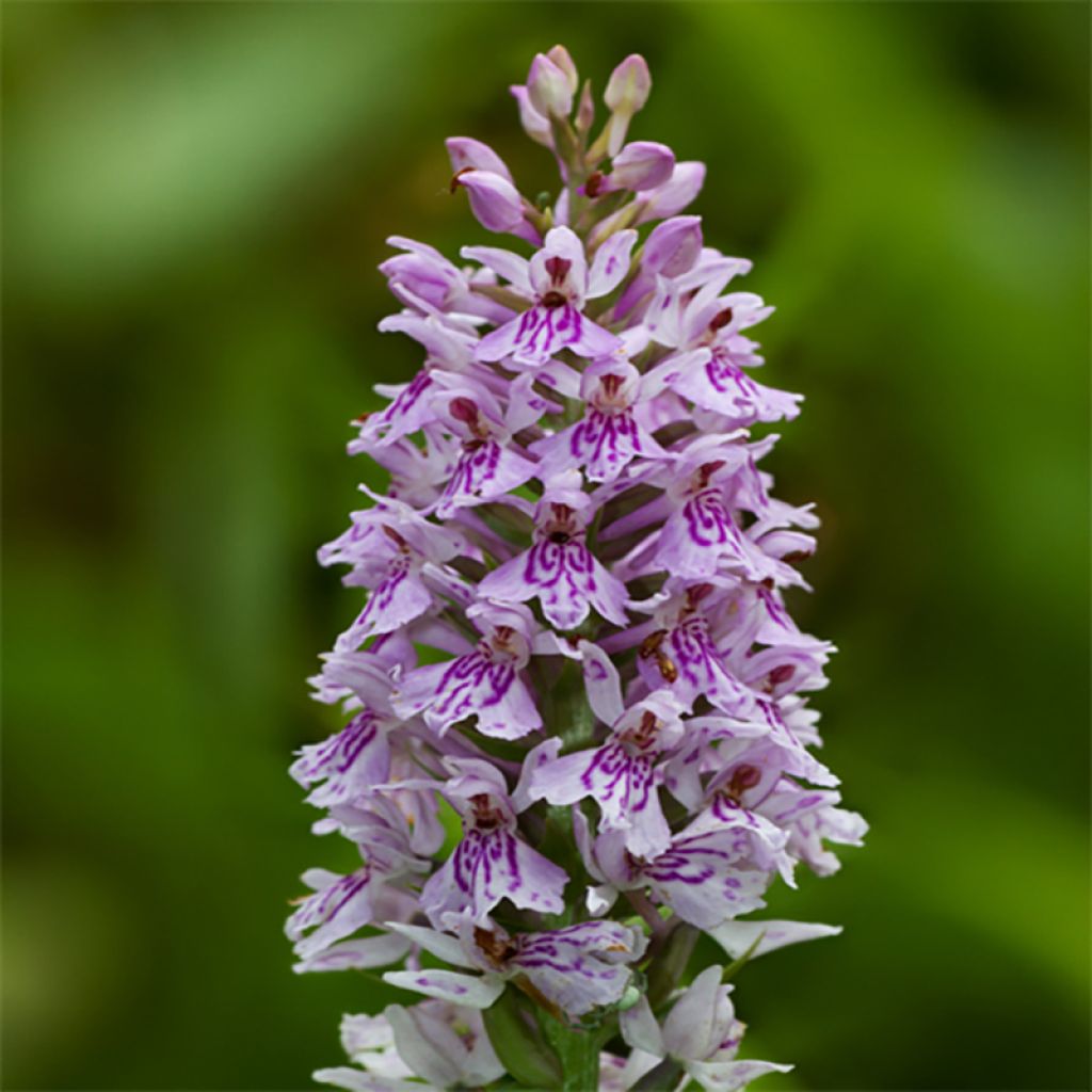Dactylorhiza fuchsii - Orchis de Fuchs