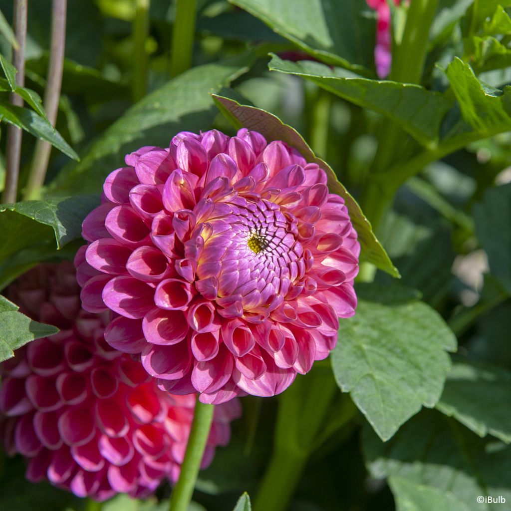 Dahlia balle Jowey Frambo
