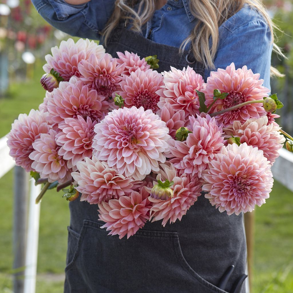 Dahlia balle Beauty Queen