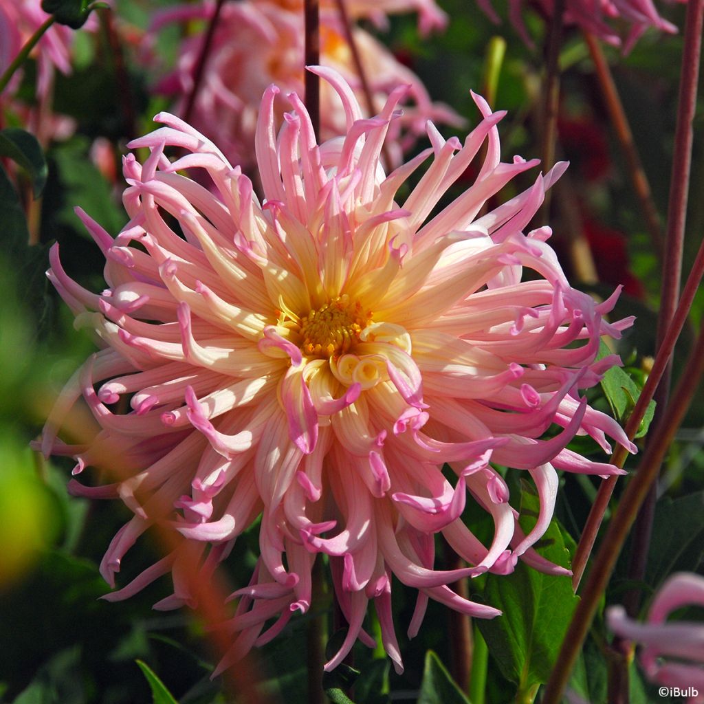 Dahlia cactus Star Surprise