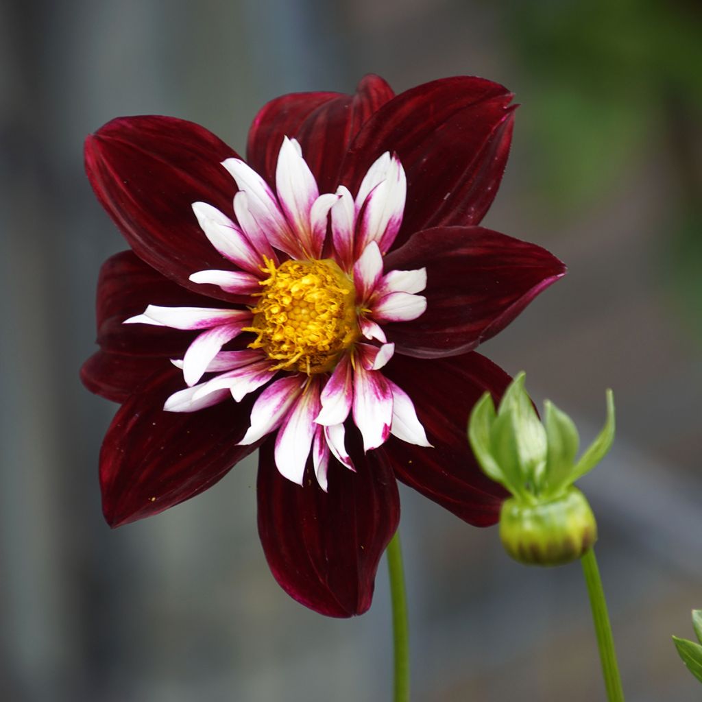 Dahlia collerette Night Butterfly