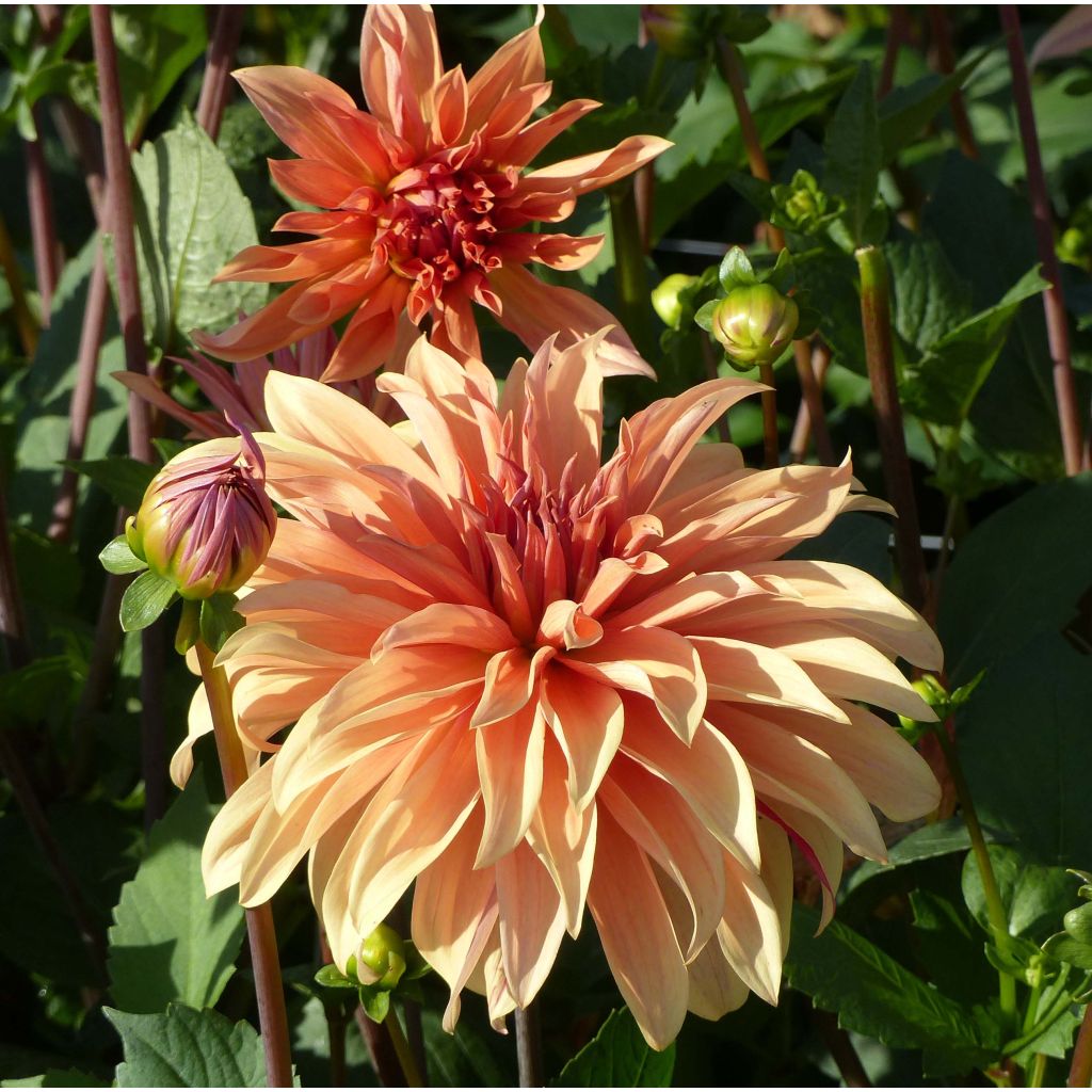 Dahlia Décoratif Babylon Bronze