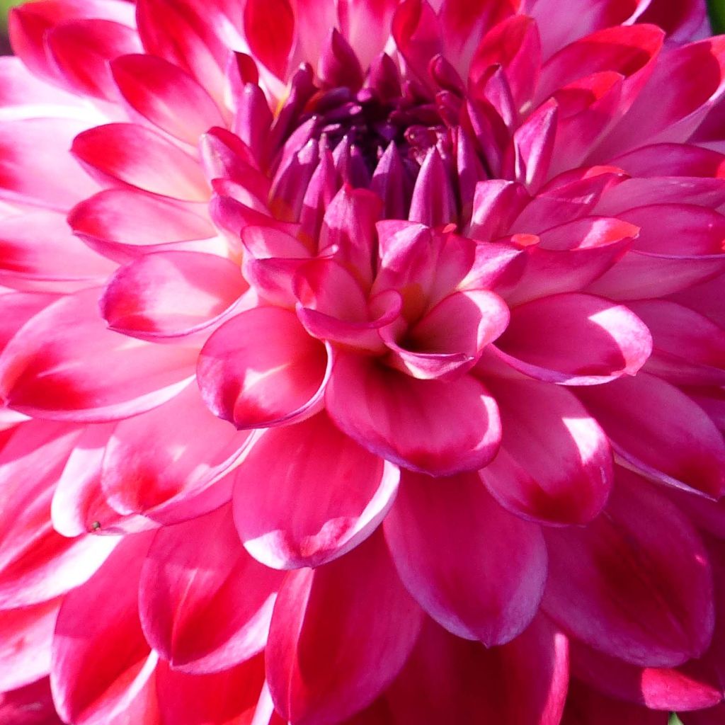 Dahlia Décoratif Demi-nain Senior's Dream.