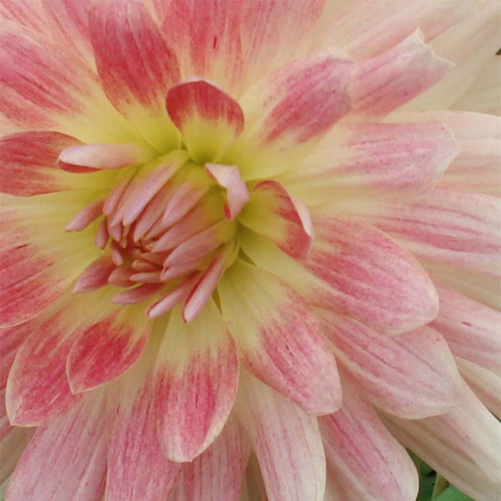 Dahlia Décoratif Sunset Tropical.