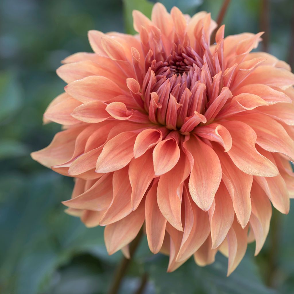 Dahlia géant Fairway Spur