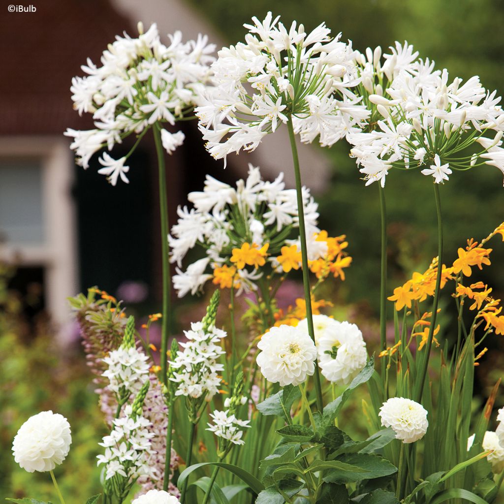 Dahlia décoratif Karma Serena