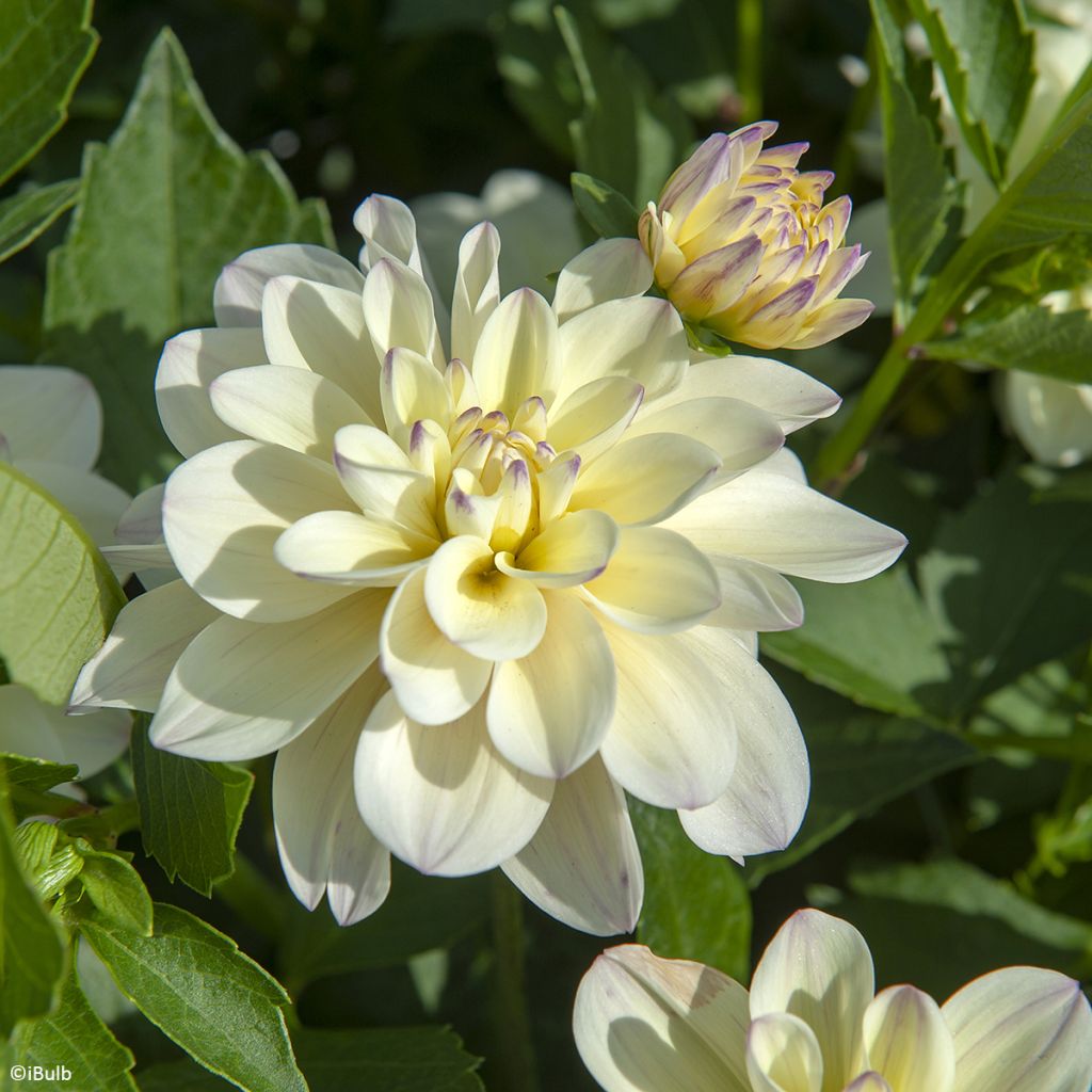 Dahlia décoratif Lake Carey