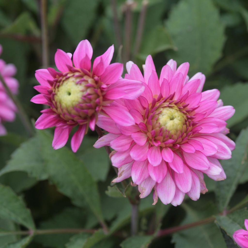 Dahlia décoratif Melody Lizza