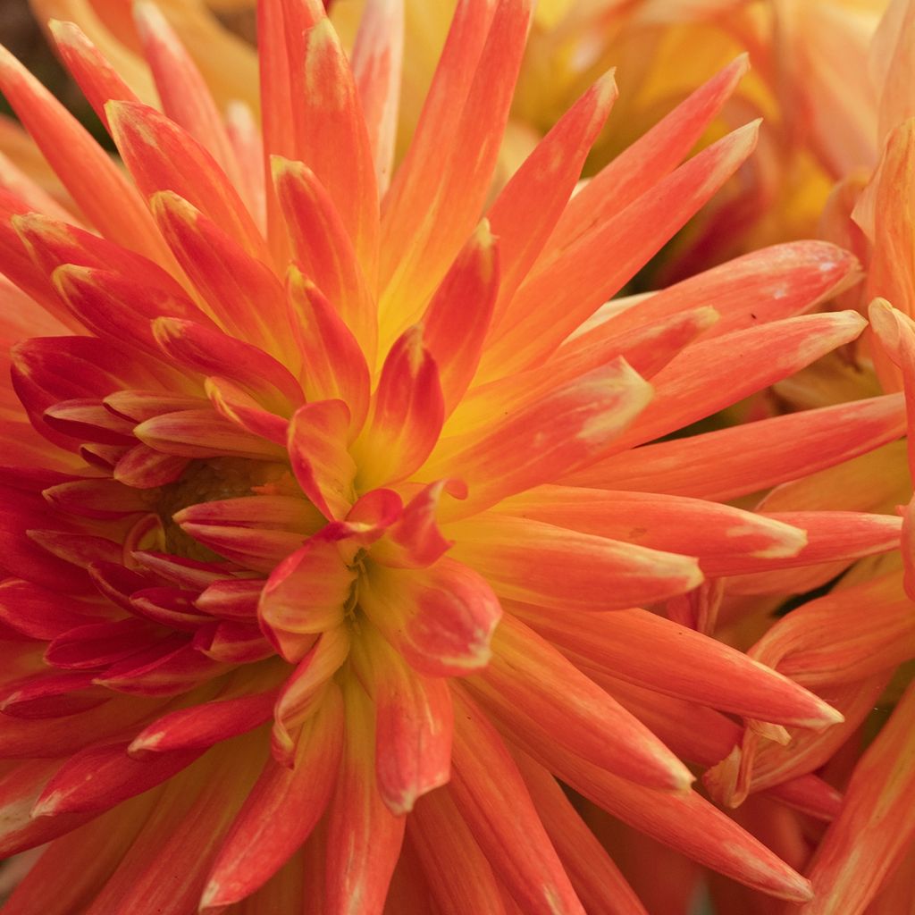 Dahlia cactus nain Park Record