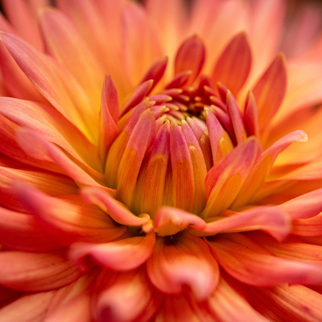 Dahlia cactus nain Park Record