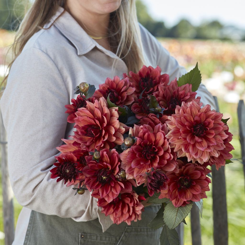Dahlia décoratif Invitation