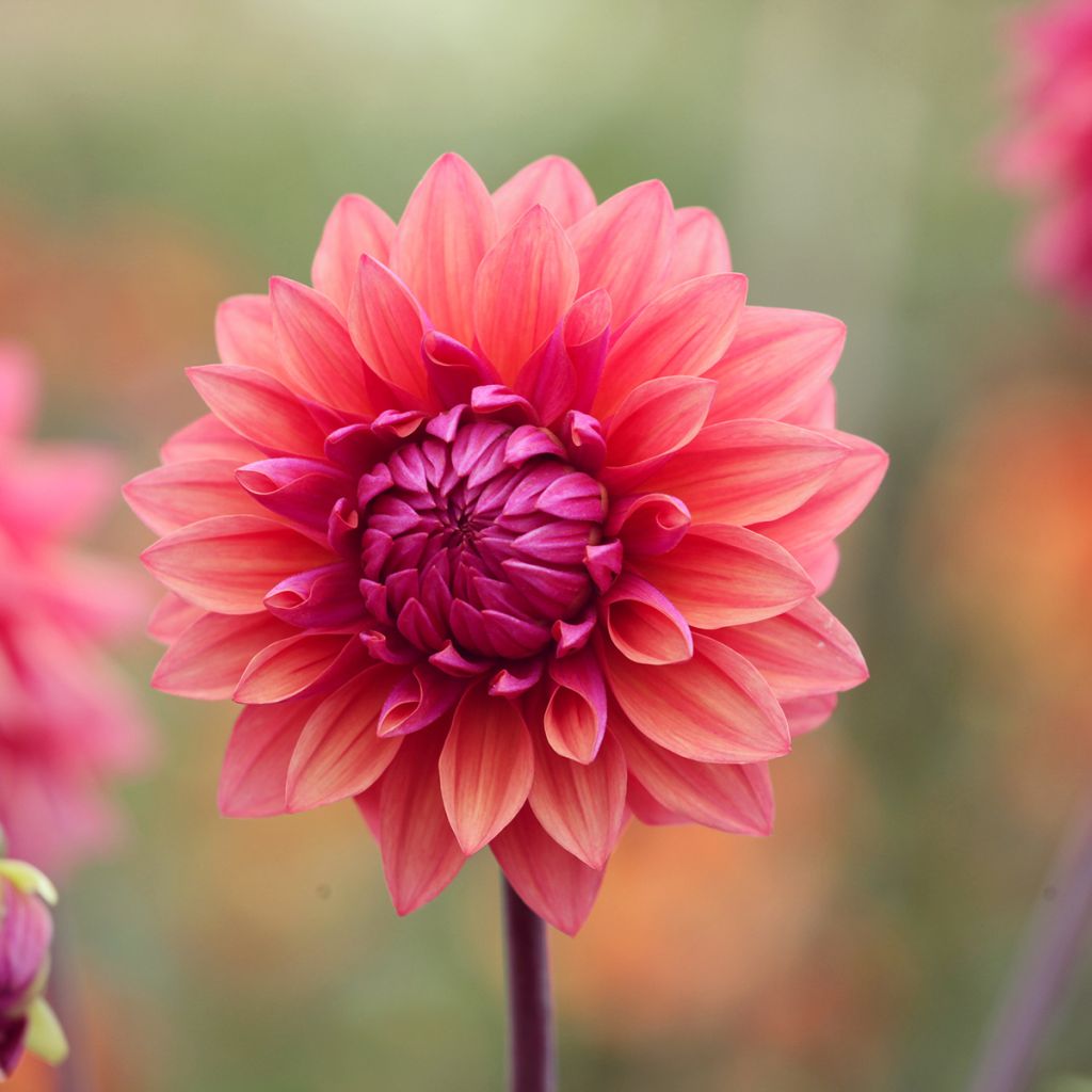 Dahlia décoratif American Dawn