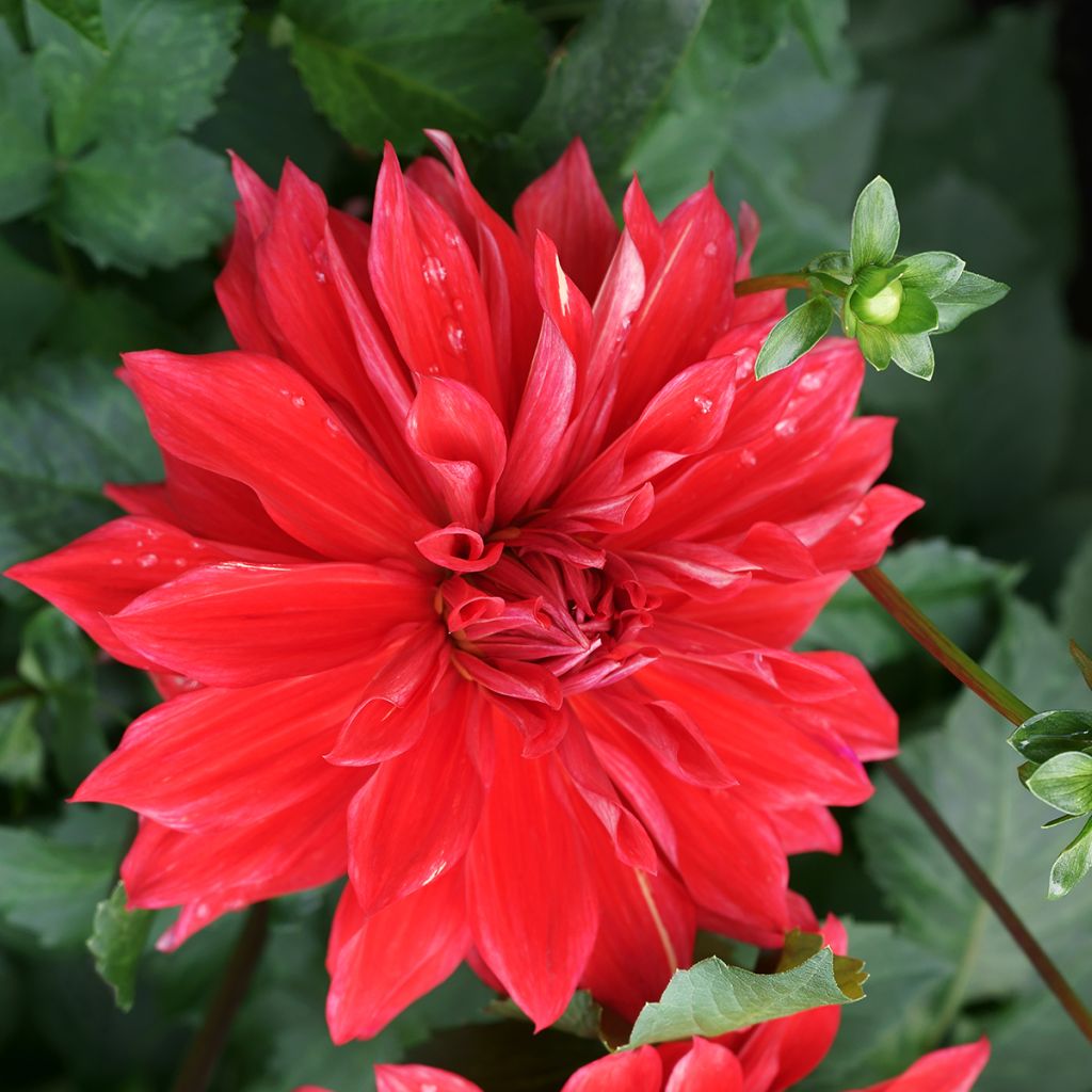 Dahlia décoratif Babylon rouge