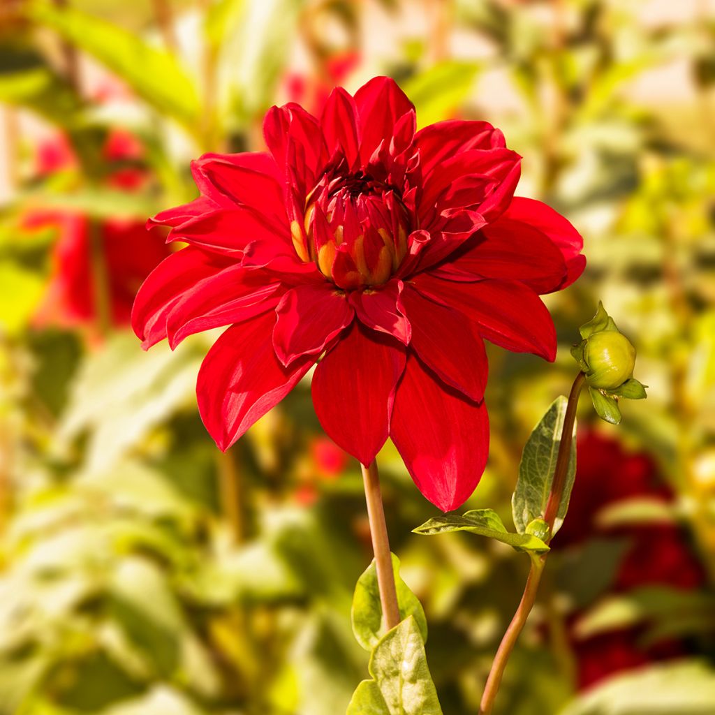 Dahlia décoratif Babylon rouge