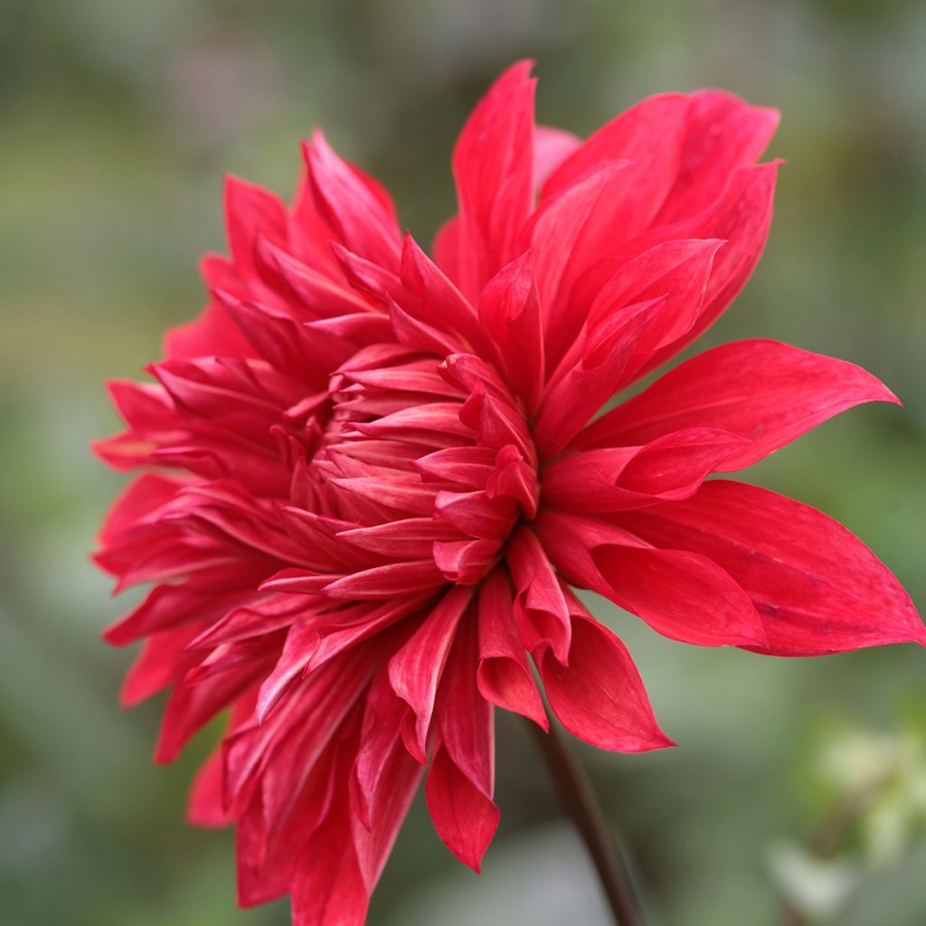Dahlia décoratif Babylon rouge