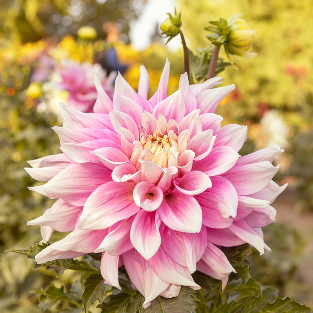 Dahlia décoratif à grandes fleurs Break Out
