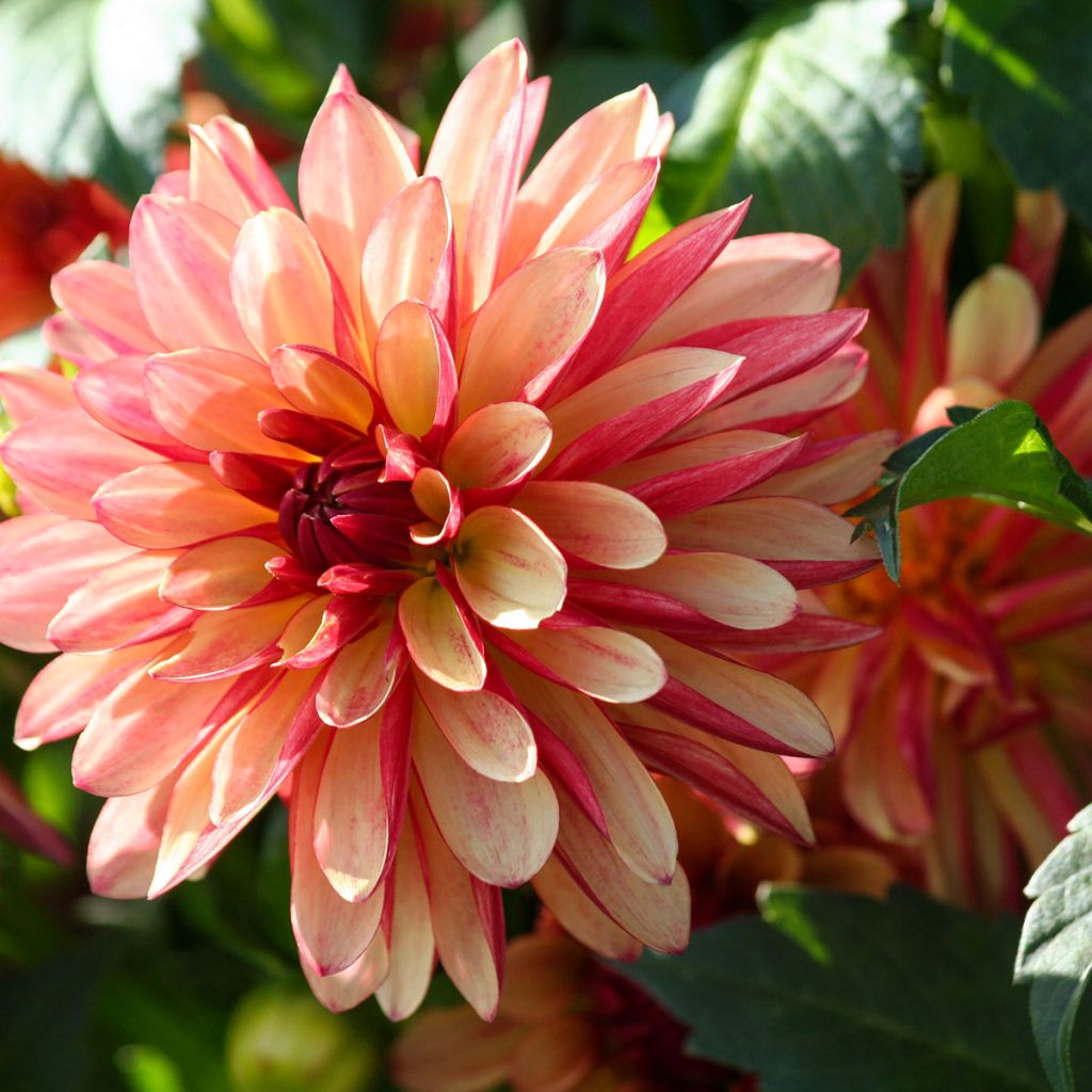 Dahlia décoratif Crazy Legs