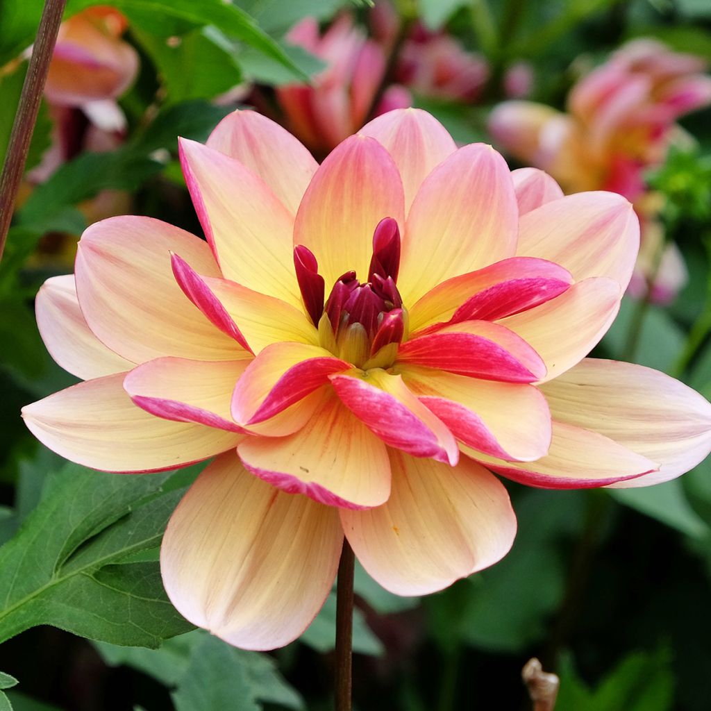 Dahlia décoratif Dark Butterfly