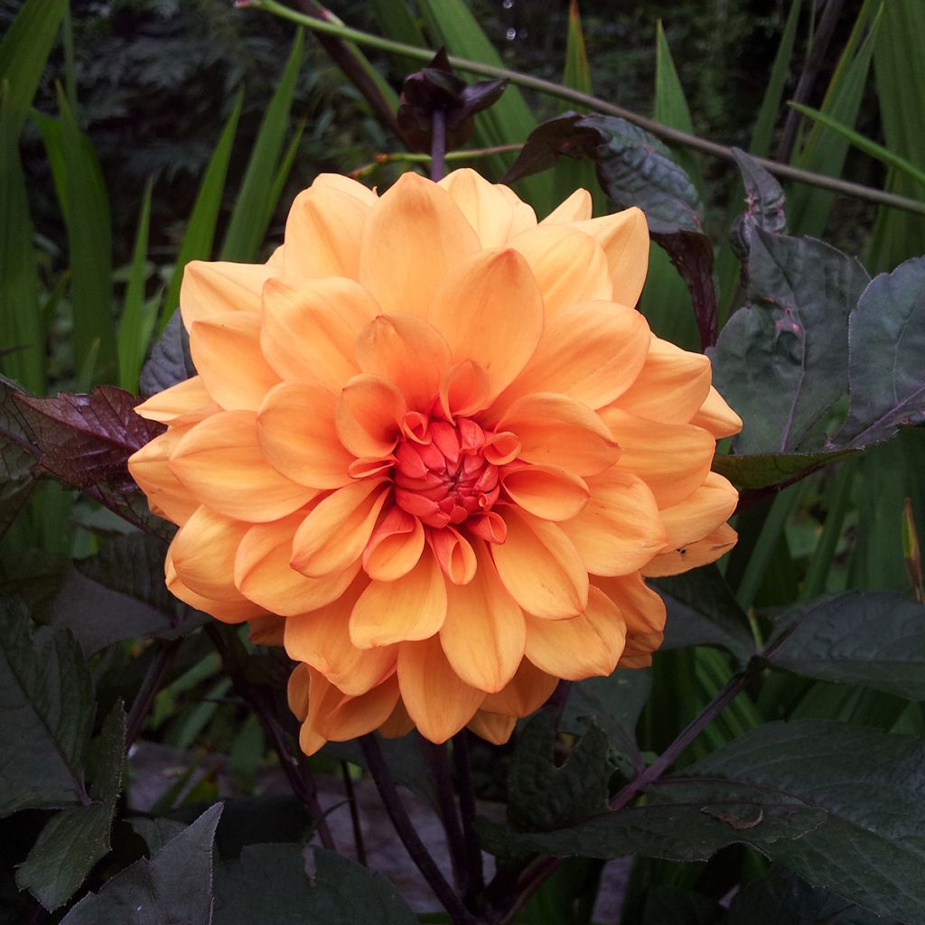 Dahlia décoratif David Howard