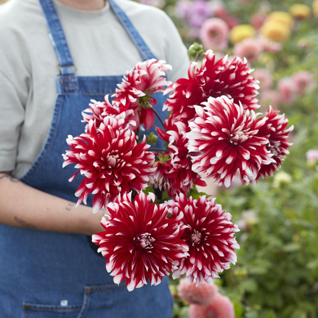 Dahlia décoratif Davos