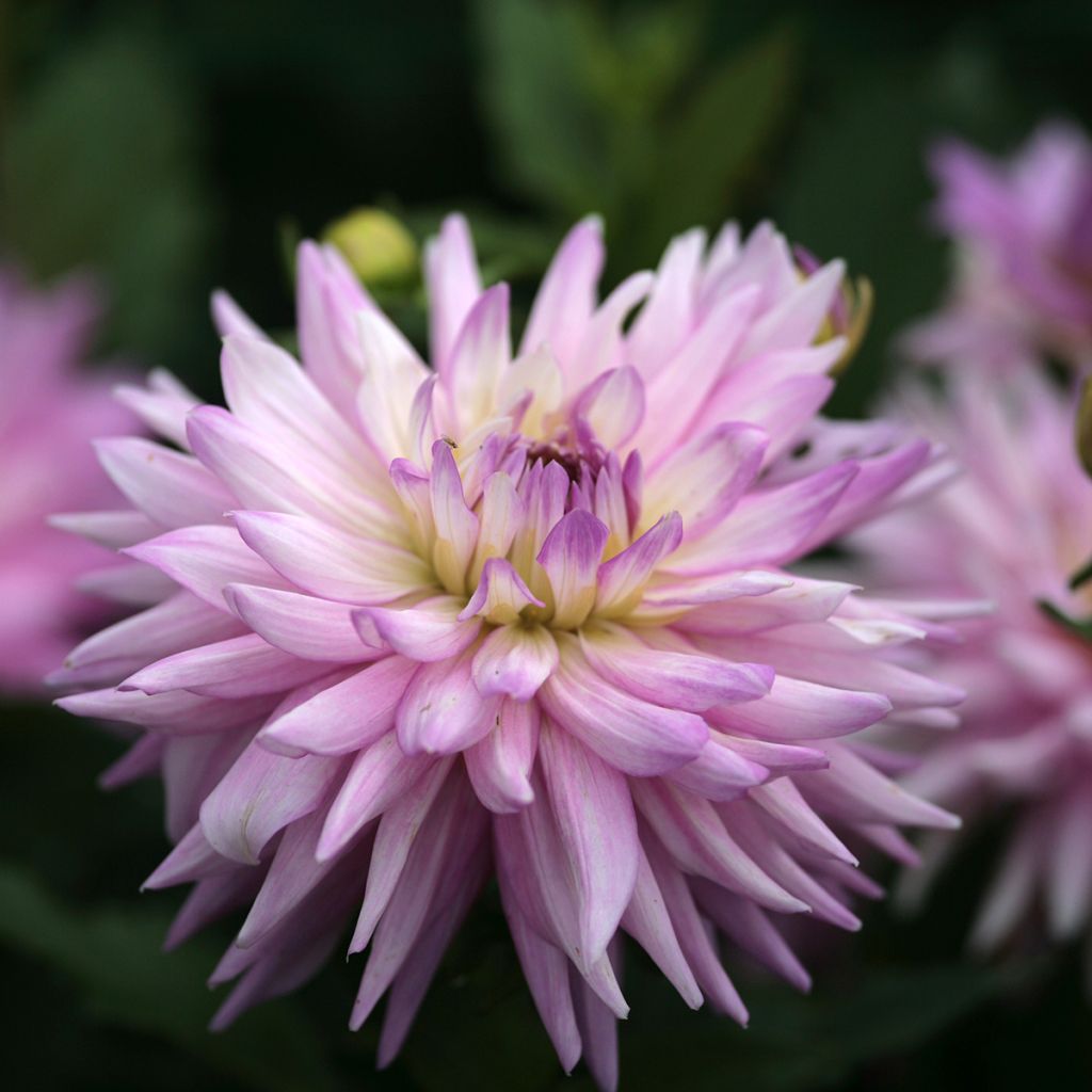 Dahlia décoratif Karma Amanda 