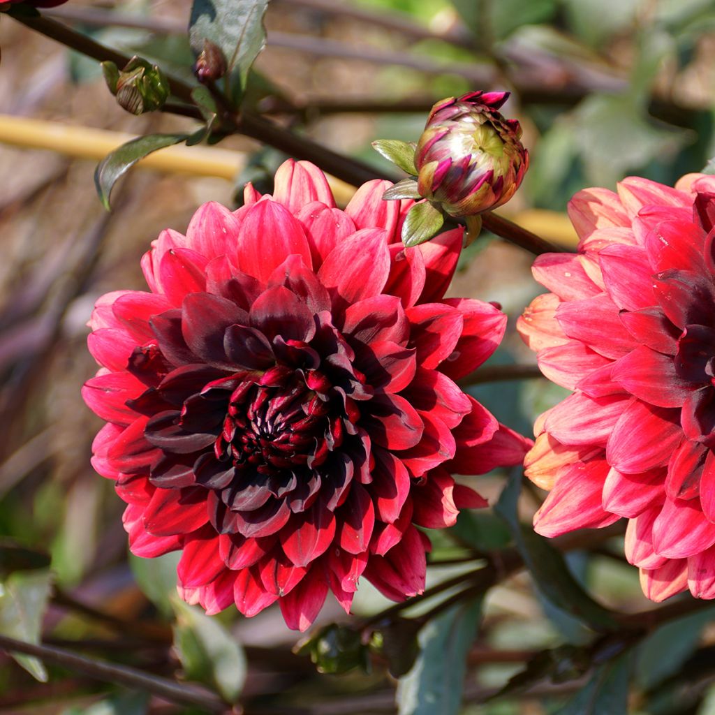 Dahlia décoratif Karma Choc