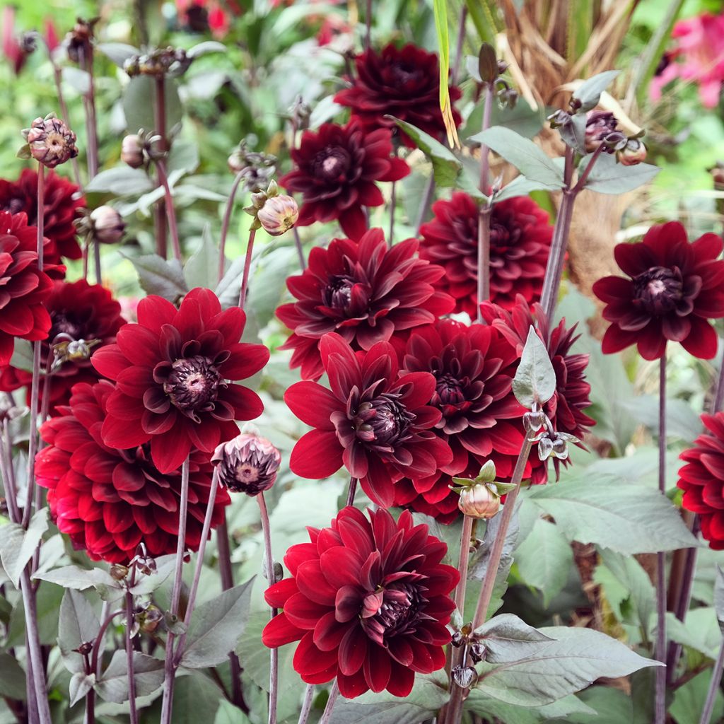 Dahlia décoratif Karma Choc