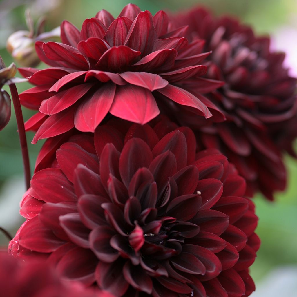 Dahlia décoratif Karma Choc