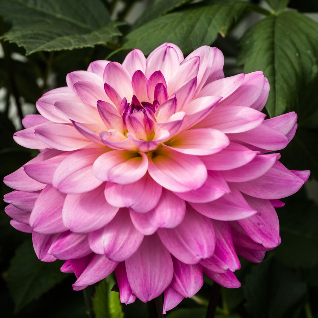 Dahlia décoratif Karma Prospero