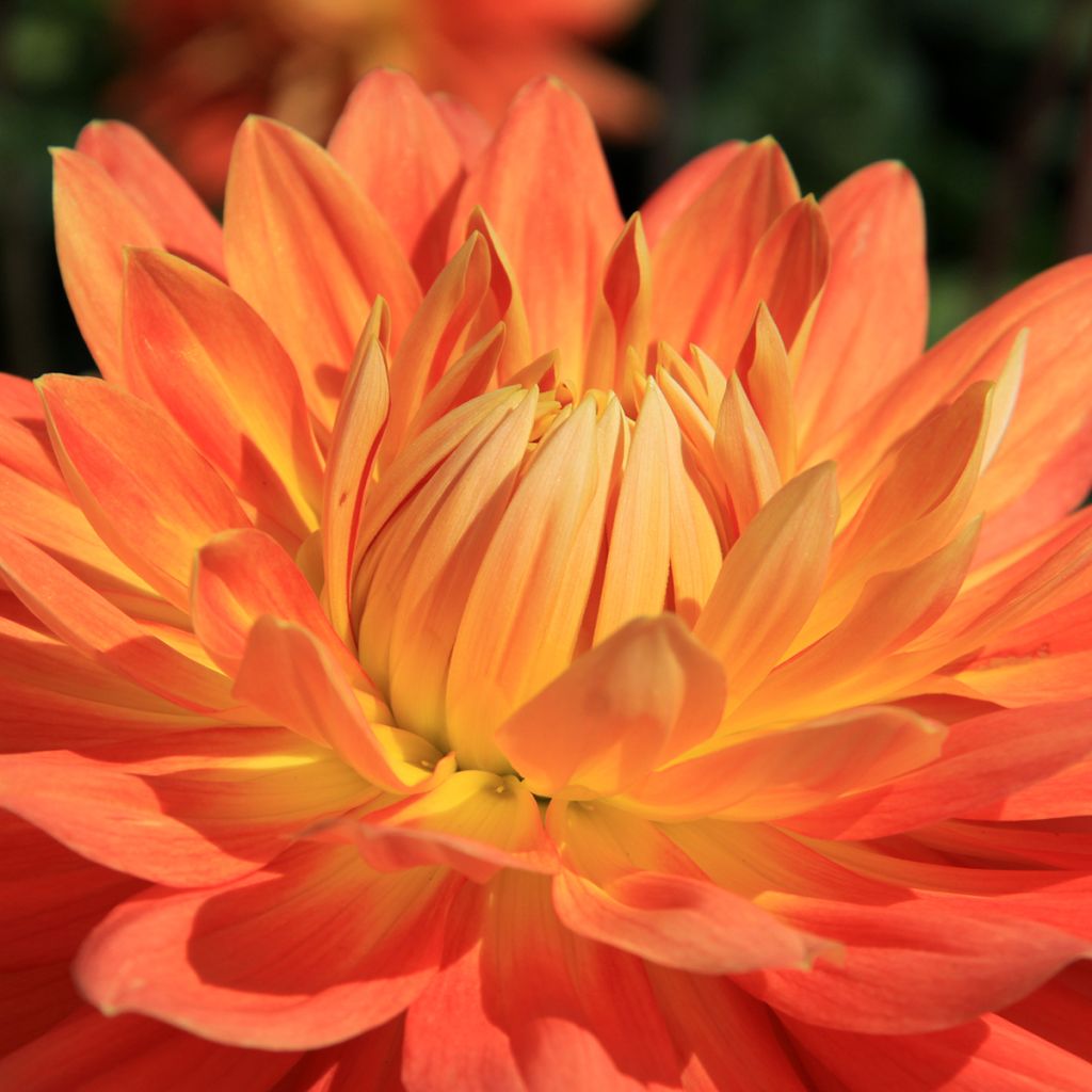 Dahlia décoratif Motto