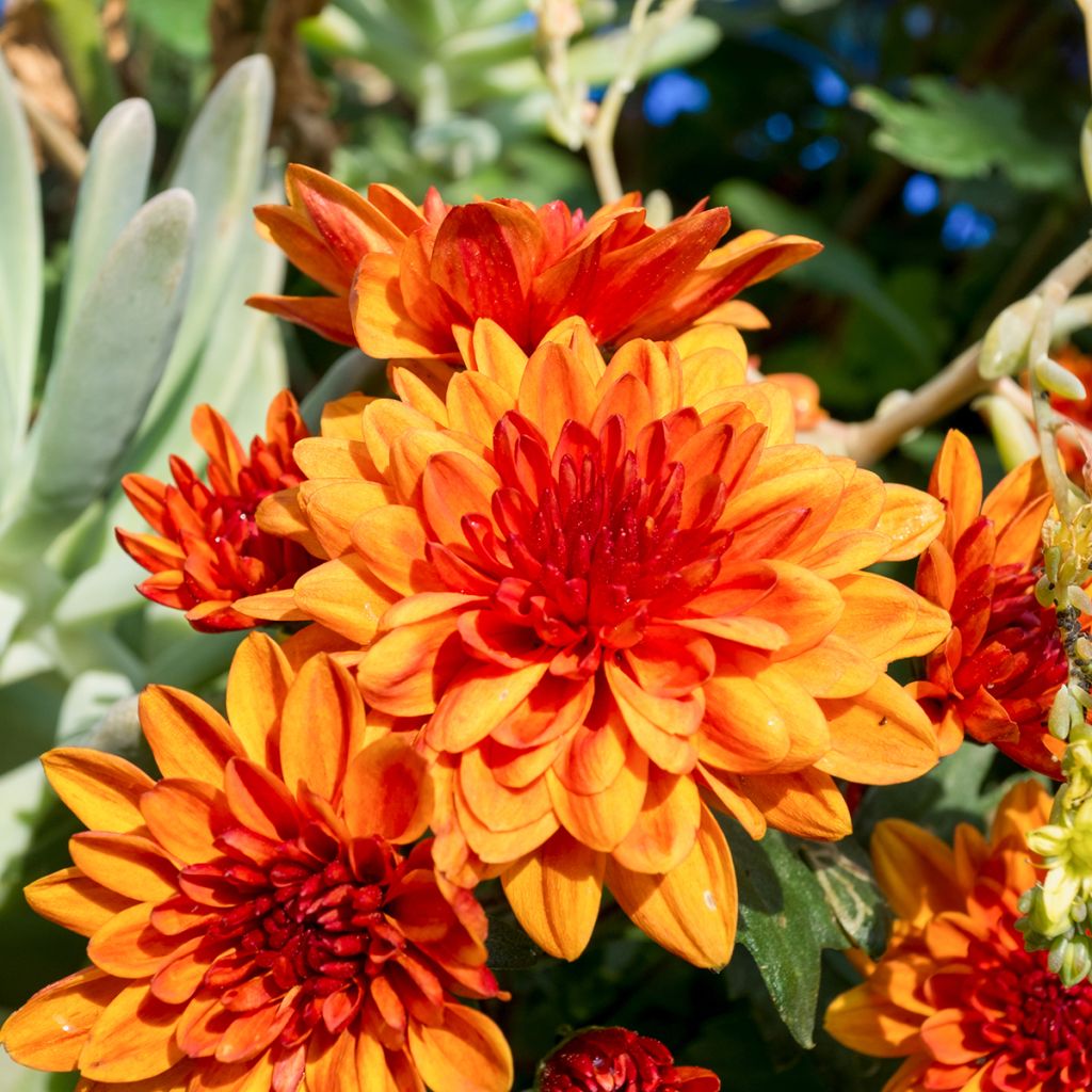 Dahlia décoratif Motto