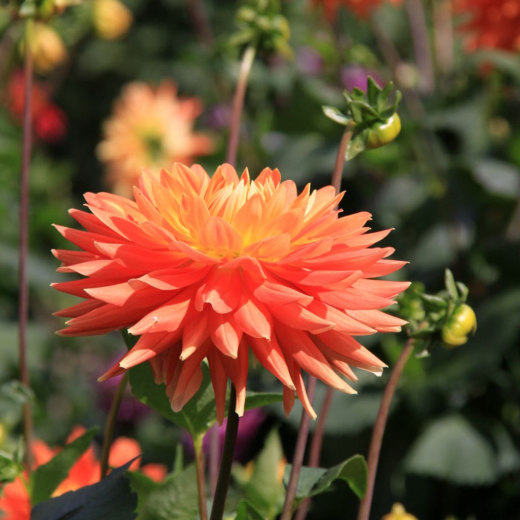 Dahlia décoratif Motto